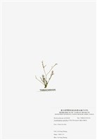 藏品(穗狀魚棲苔)的圖片